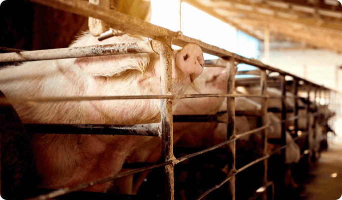 pigs
